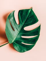 Monstera Shadow by 83 Oranges thumbnail