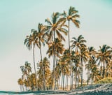 Island Life III by 83 Oranges thumbnail