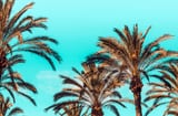 Carla by 83 Oranges thumbnail