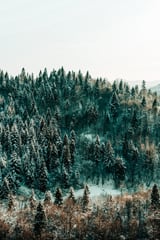 In The Wild by 83 Oranges thumbnail