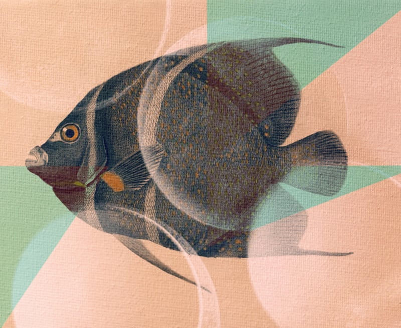 Fish Between Circles 2 by Fernando Vieira