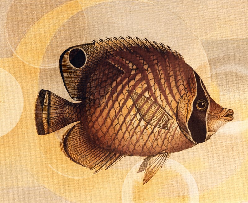 Fish Between Circles 3 by Fernando Vieira