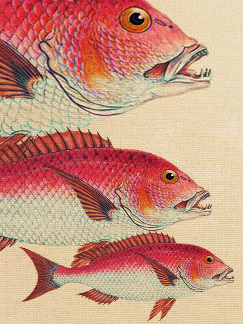 Fish Classic Designs 7 by Fernando Vieira