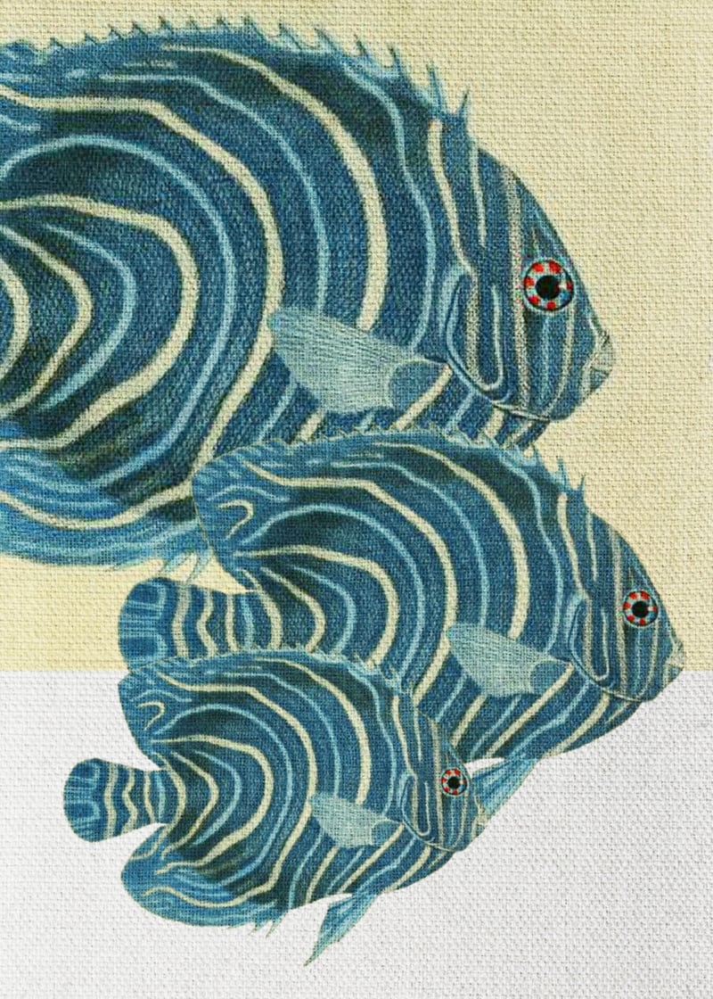 Fish Classic Designs 9 by Fernando Vieira
