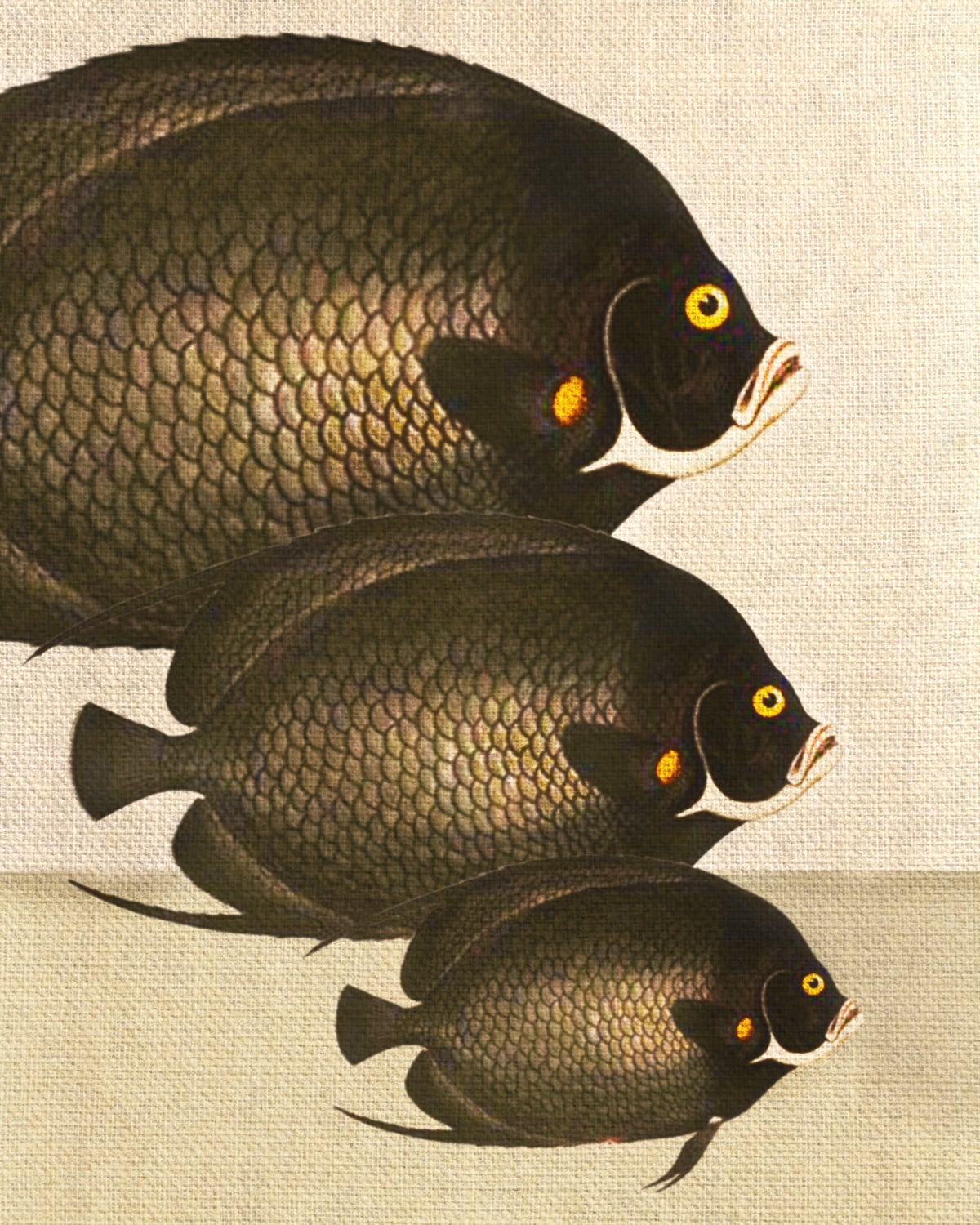 Fish Classic Designs 11 by Fernando Vieira