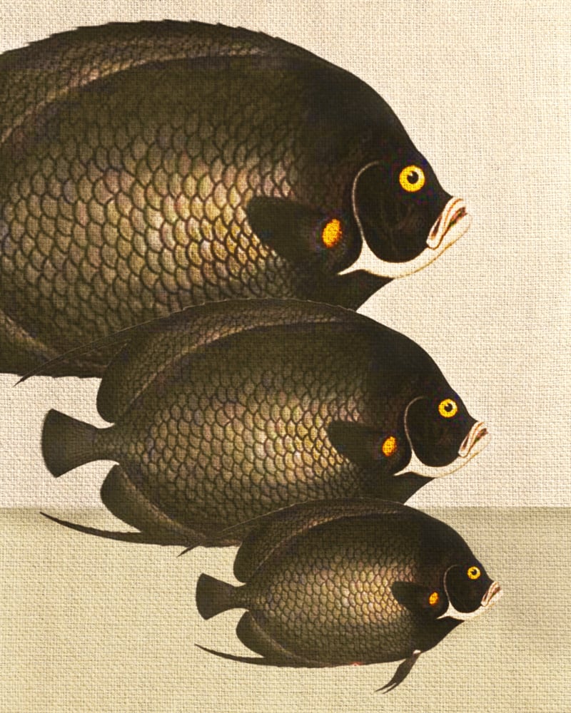 Fish Classic Designs 11 by Fernando Vieira