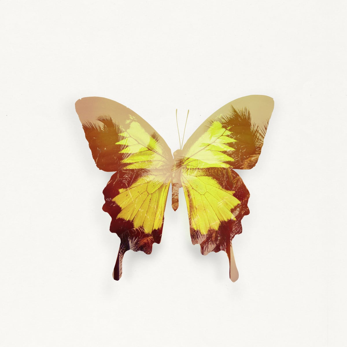 Tropical Butterfly by Tamsin Raslan