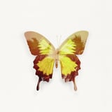Tropical Butterfly by Tamsin Raslan thumbnail