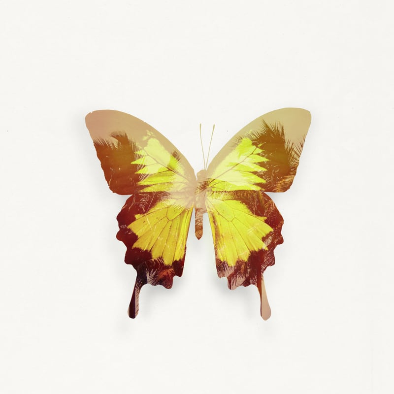 Tropical Butterfly by Tamsin Raslan