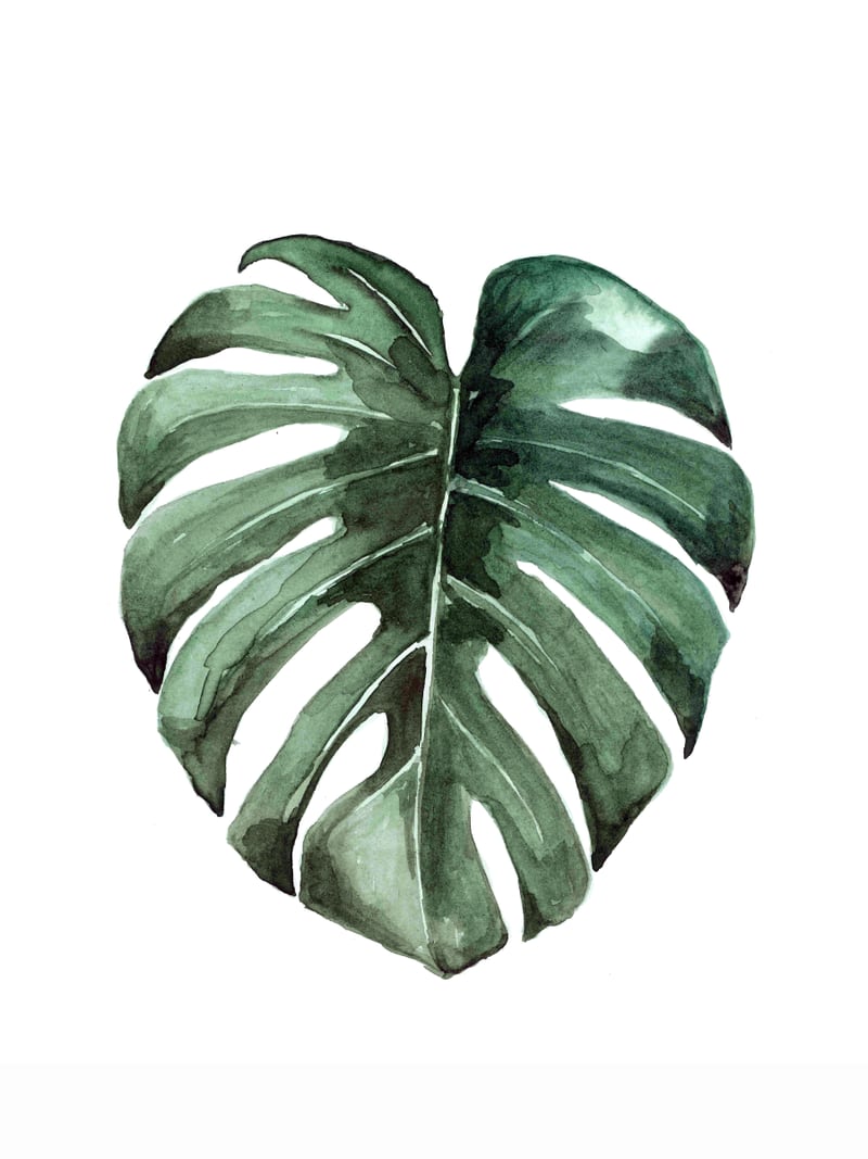 Botanical Illustration Monstera Deliciosa by Mantika Studio