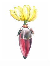 Botanical Illustration Banana by Mantika Studio thumbnail