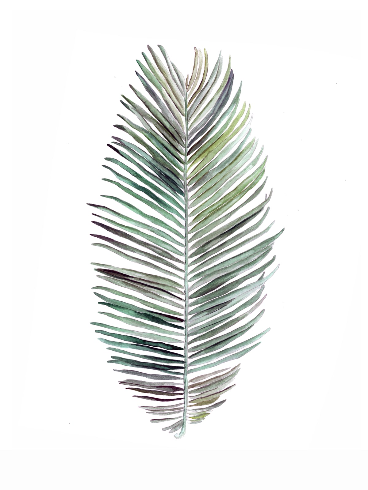 Botanical Illustration Cocos Palm by Mantika Studio