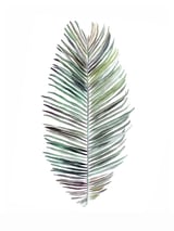 Botanical Illustration Cocos Palm by Mantika Studio thumbnail