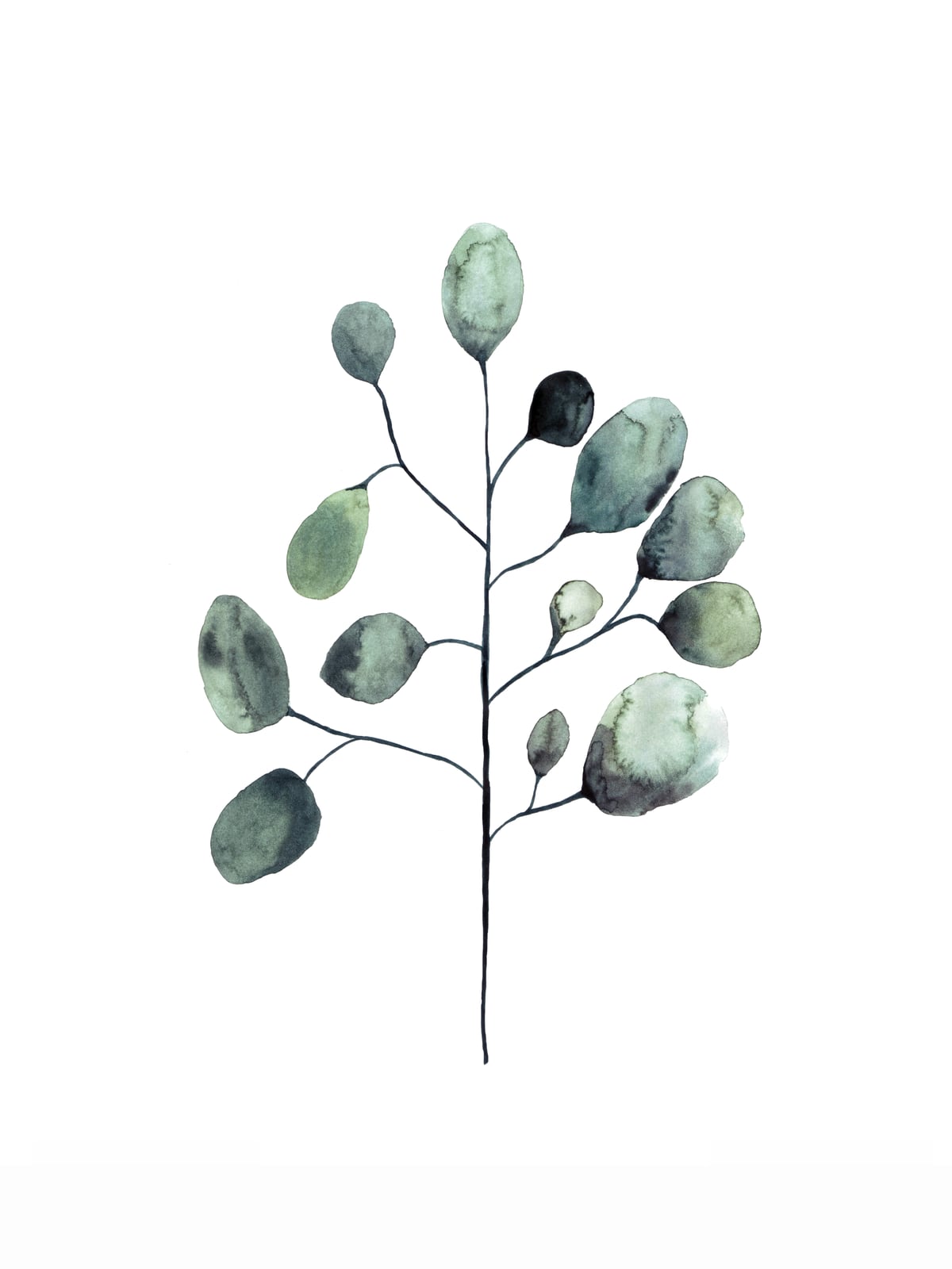 Botanical Illustration Eukalyptus by Mantika Studio