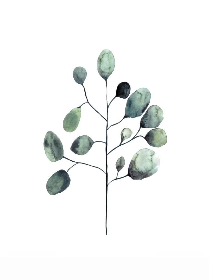 Botanical Illustration Eukalyptus by Mantika Studio
