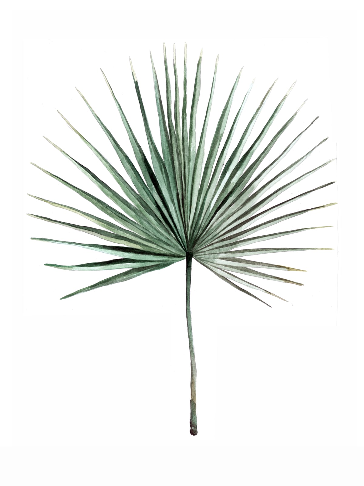 Botanical Illustration Fanpalm by Mantika Studio