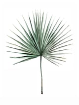 Botanical Illustration Fanpalm by Mantika Studio thumbnail