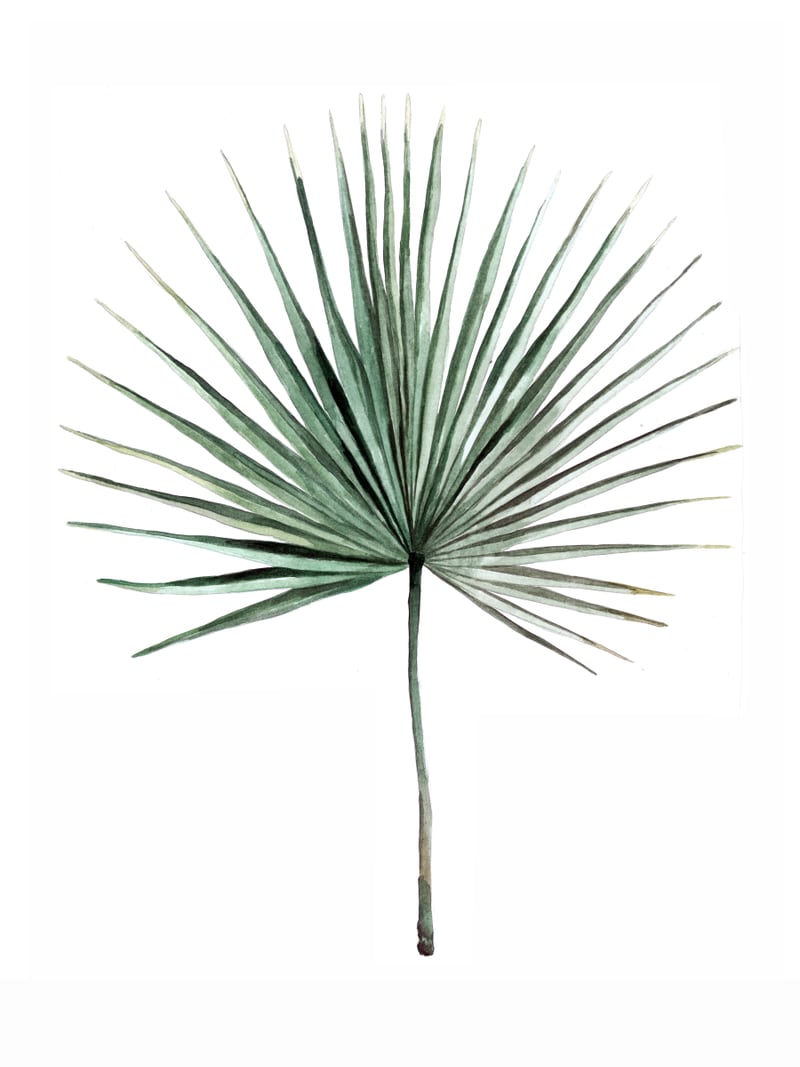 Botanical Illustration Fanpalm by Mantika Studio