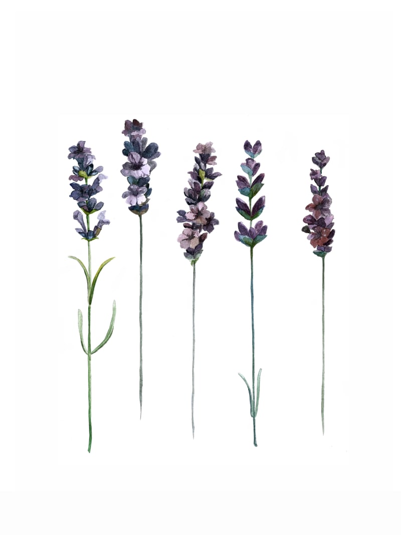 Botanical Illustration Lavender by Mantika Studio