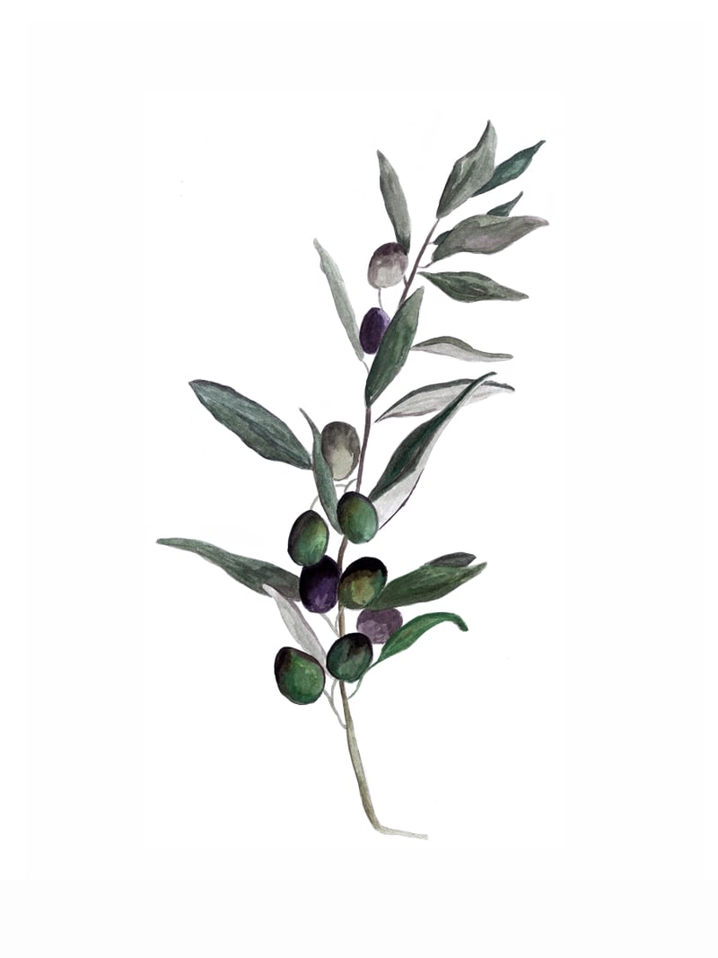 Botanical Illustration Olive by Mantika Studio
