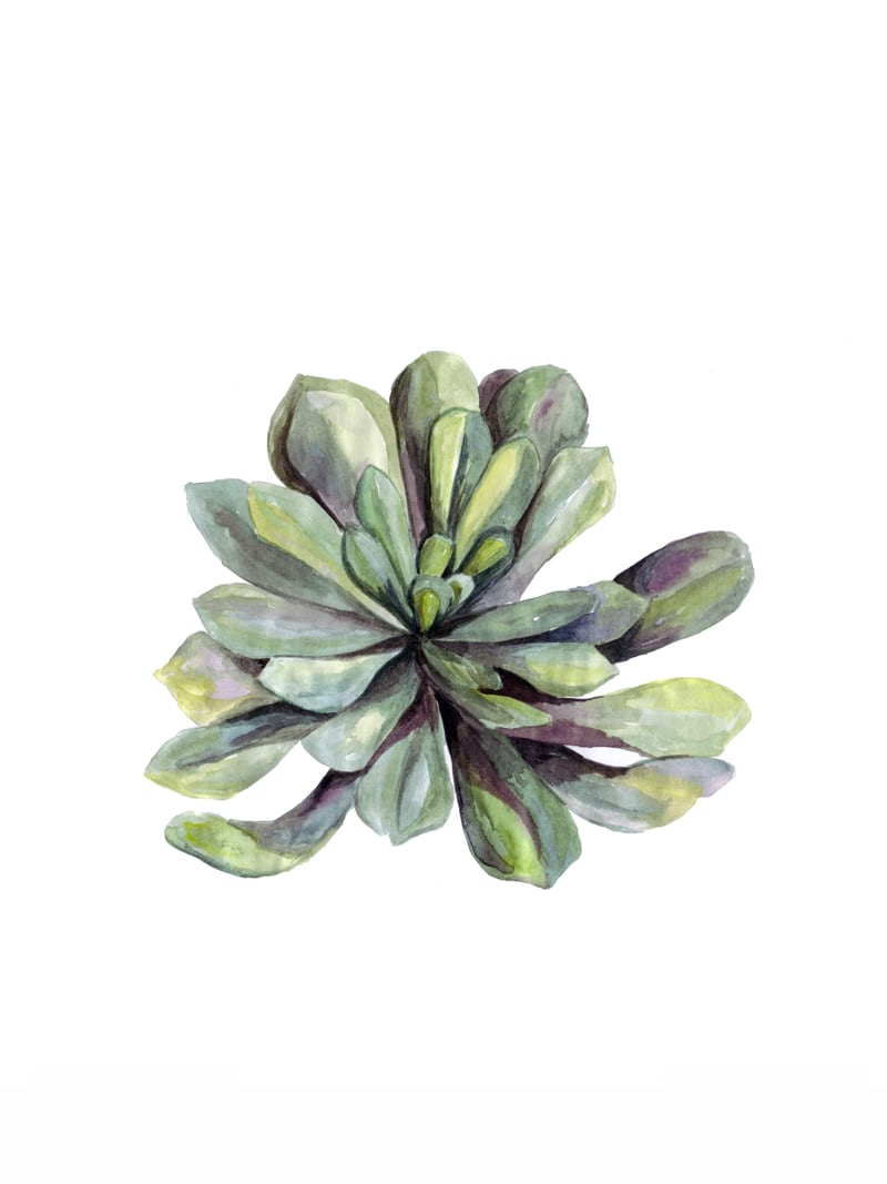 Botanical Illustration Succulent by Mantika Studio