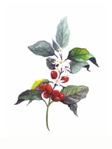 1 Botanical Illustration Kaffee Pflanze by Mantika Studio thumbnail