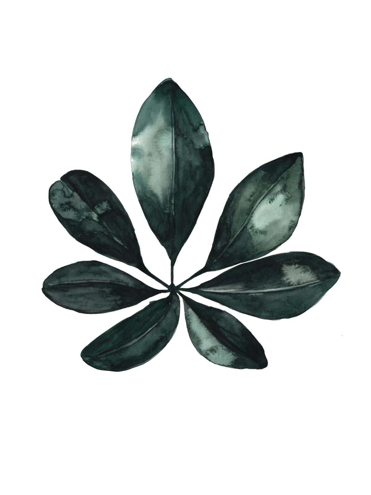 Botanical Illustration Arboricola Schefflera by Mantika Studio