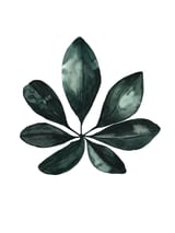 Botanical Illustration Arboricola Schefflera by Mantika Studio thumbnail