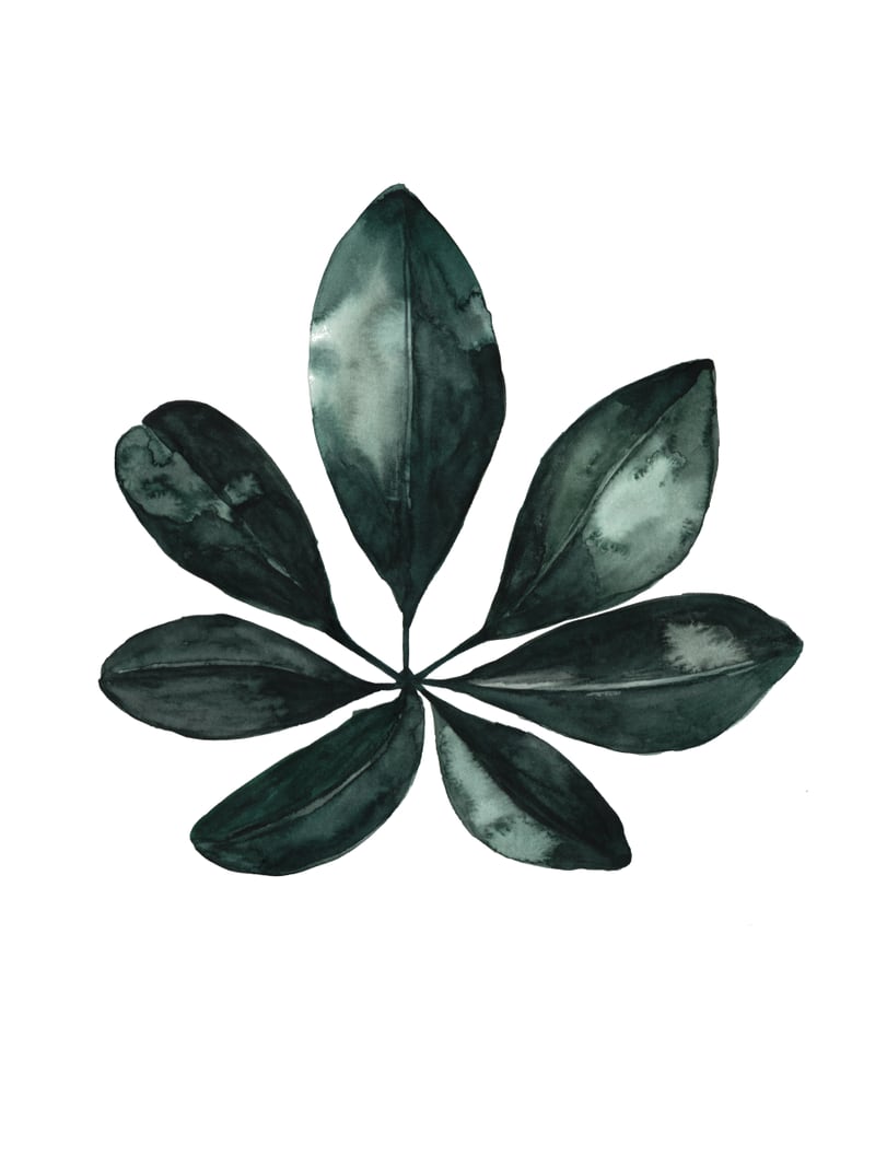 Botanical Illustration Arboricola Schefflera by Mantika Studio