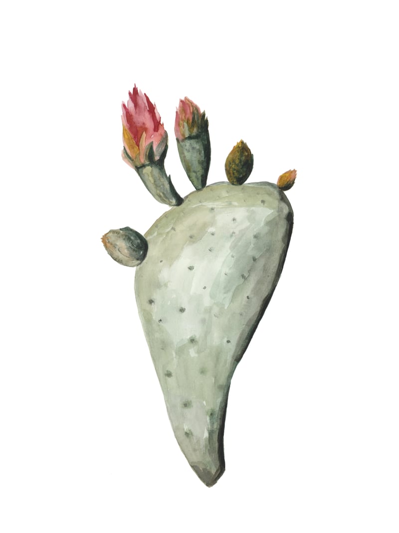 Botanical Illustration Cactus Flowers by Mantika Studio