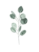 Botanical Illustration Eukalyptus2 by Mantika Studio thumbnail
