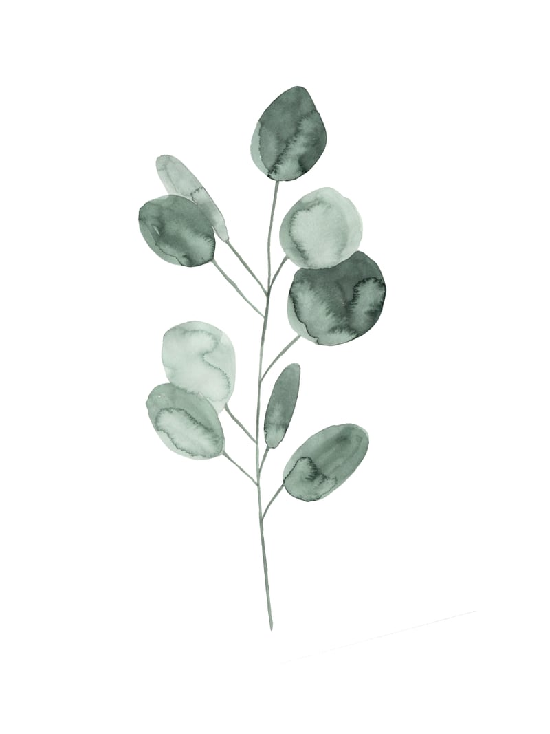 Botanical Illustration Eukalyptus2 by Mantika Studio