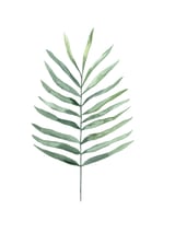 Botanical Illustration Fern by Mantika Studio thumbnail