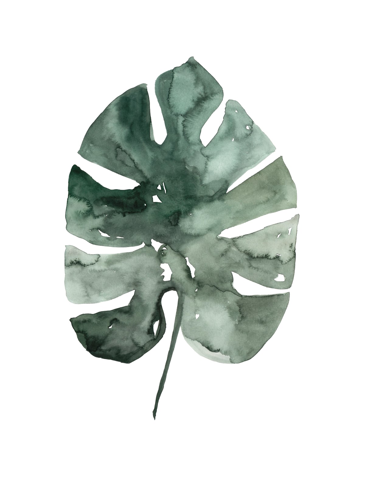 Botanical Illustration Monstera Leaf by Mantika Studio