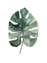 Botanical Illustration Monstera Leaf by Mantika Studio thumbnail