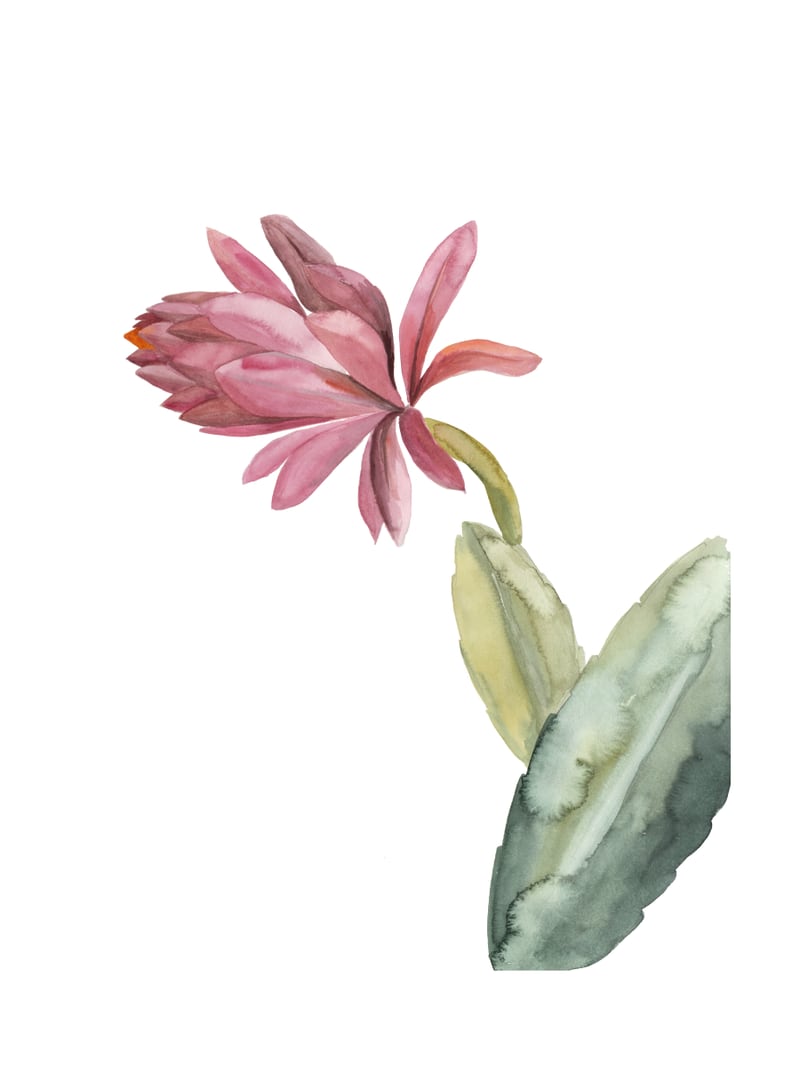 Botanical Illustration Pink Cactus Flower by Mantika Studio