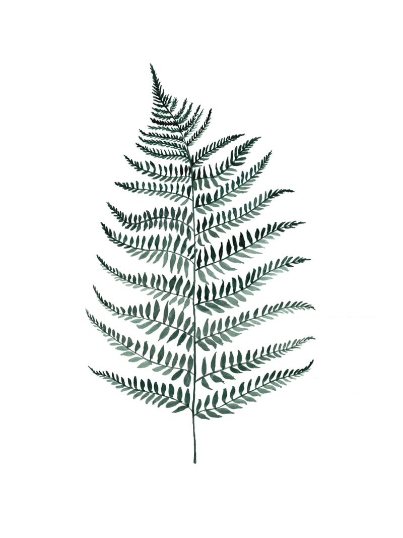 Botanical Illustration Silverfern by Mantika Studio