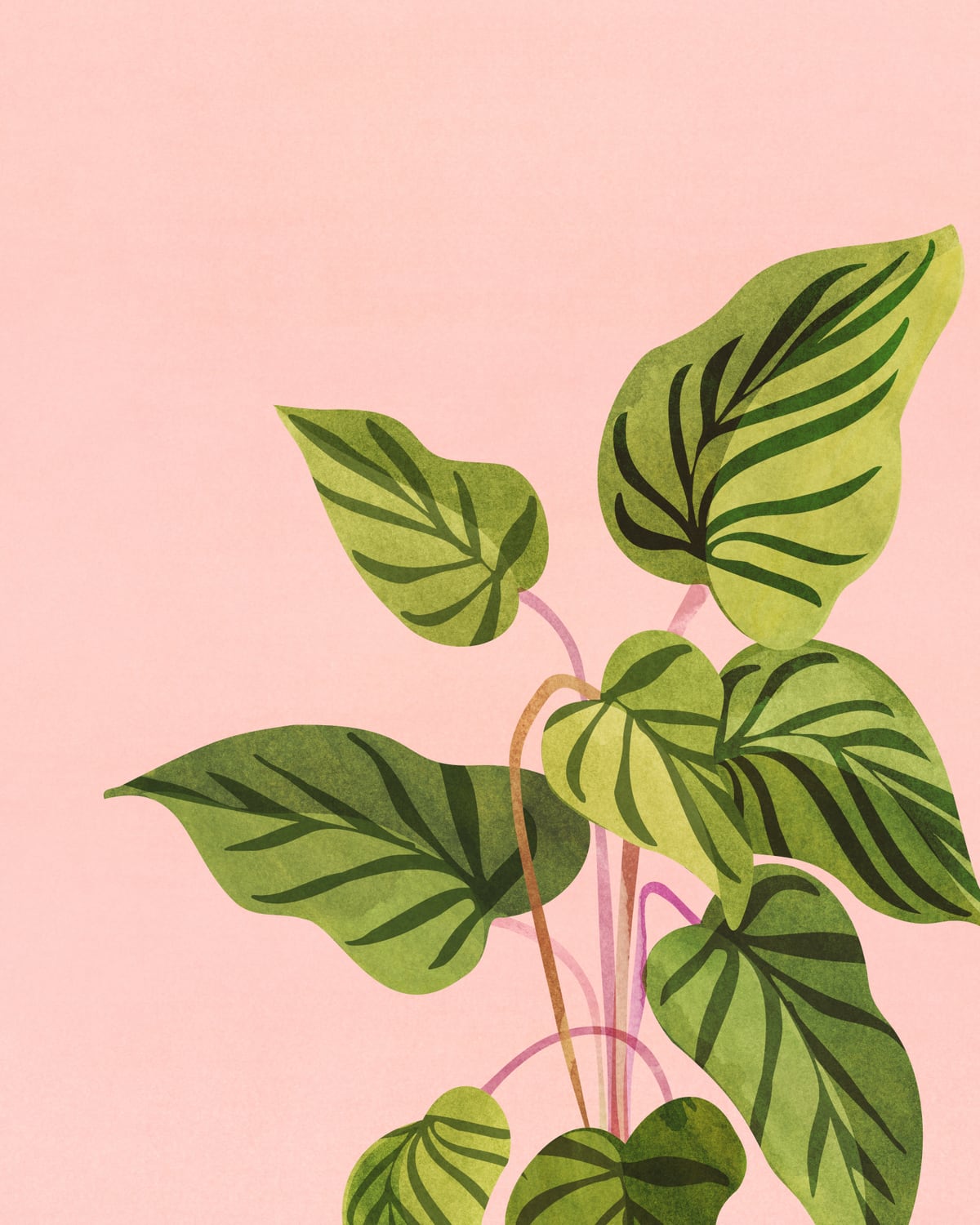 Tropical Rising by Modern Tropical