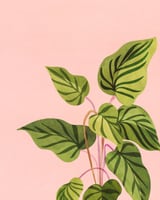 Tropical Rising by Modern Tropical thumbnail