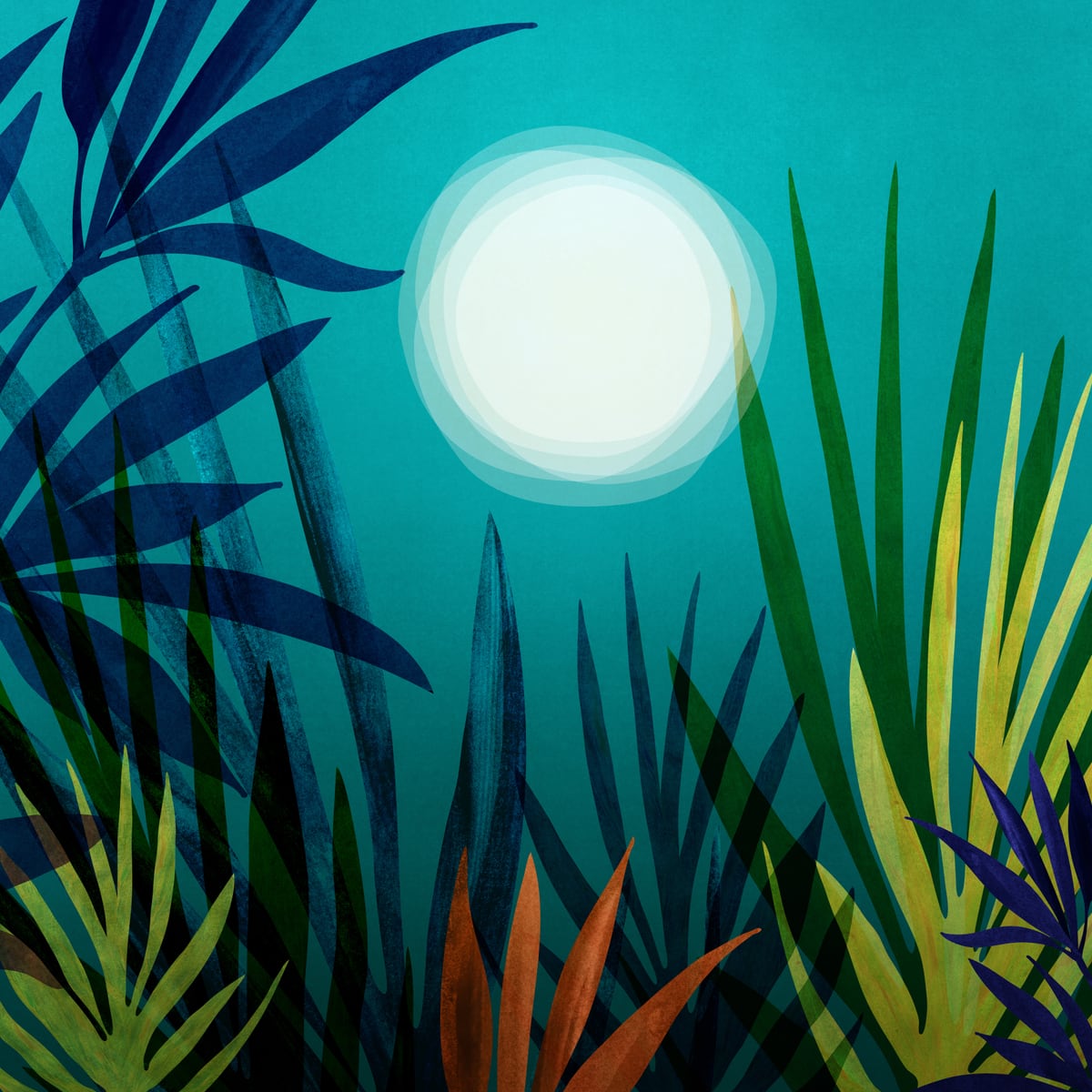 Midnight In The Jungle by Modern Tropical