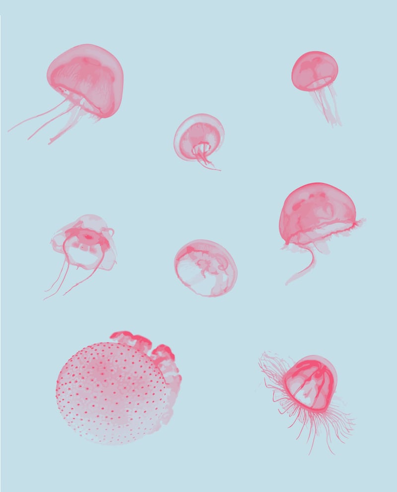 Jellyfish by 83 Oranges