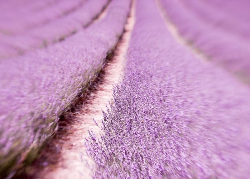Lilac Love by Debra Cox