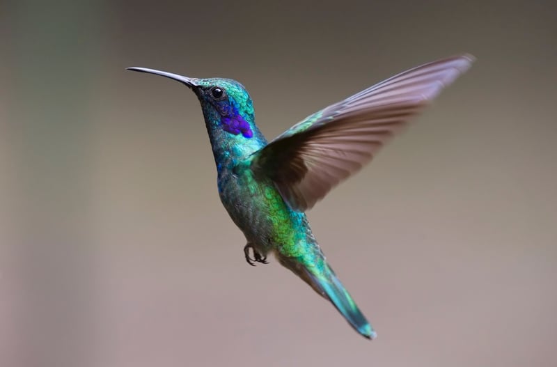 Hummingbird flying by liesjes