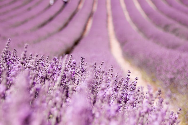 Lavender Happiness by Debra Cox