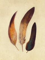 Three Feathers by Terry Fan thumbnail