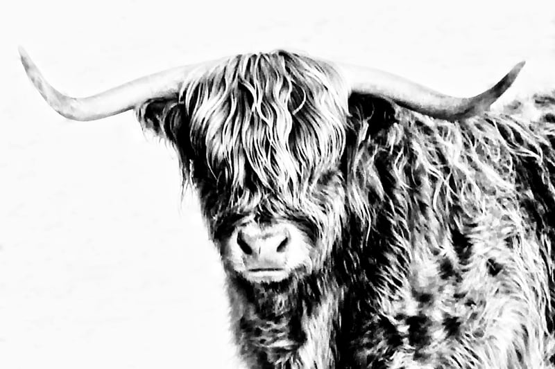 Highland bull by Coles