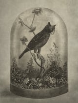 The Curiosity by Terry Fan thumbnail