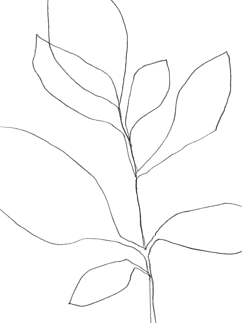 Seven Leaf Plant by Gallery J9