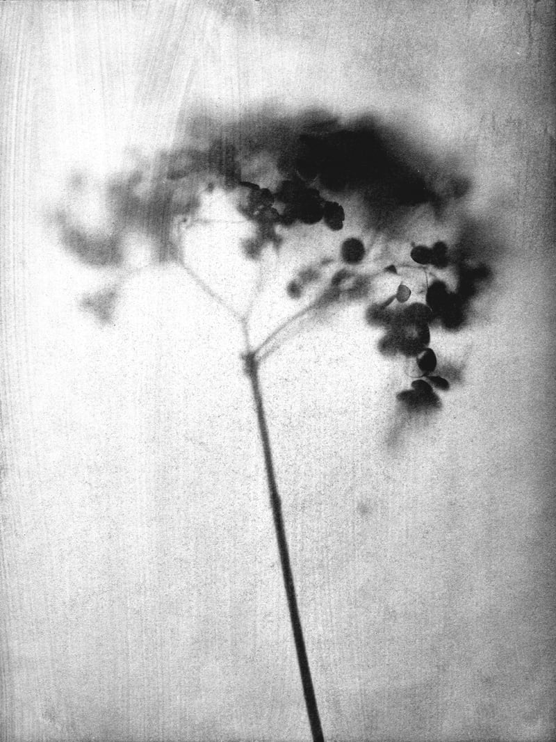 Hydrangea by Gallery J9