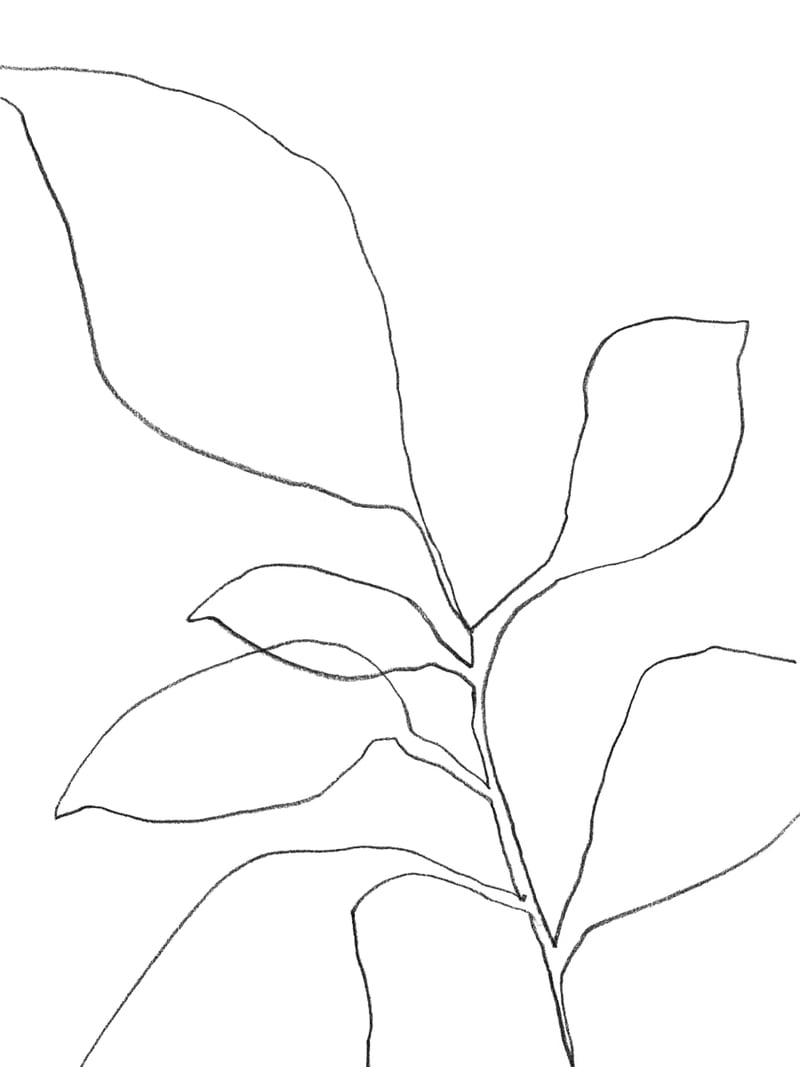 Six Leaf Plant by Gallery J9